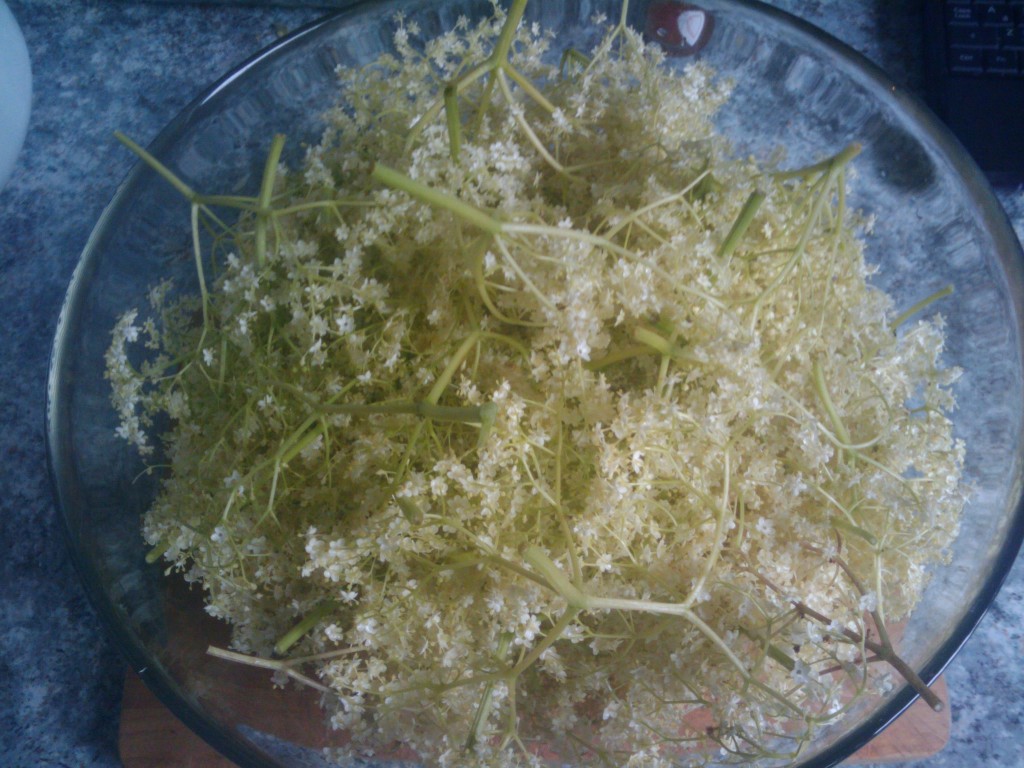 2012-06-03 15.52.49 Flower corymbs washed and ready
